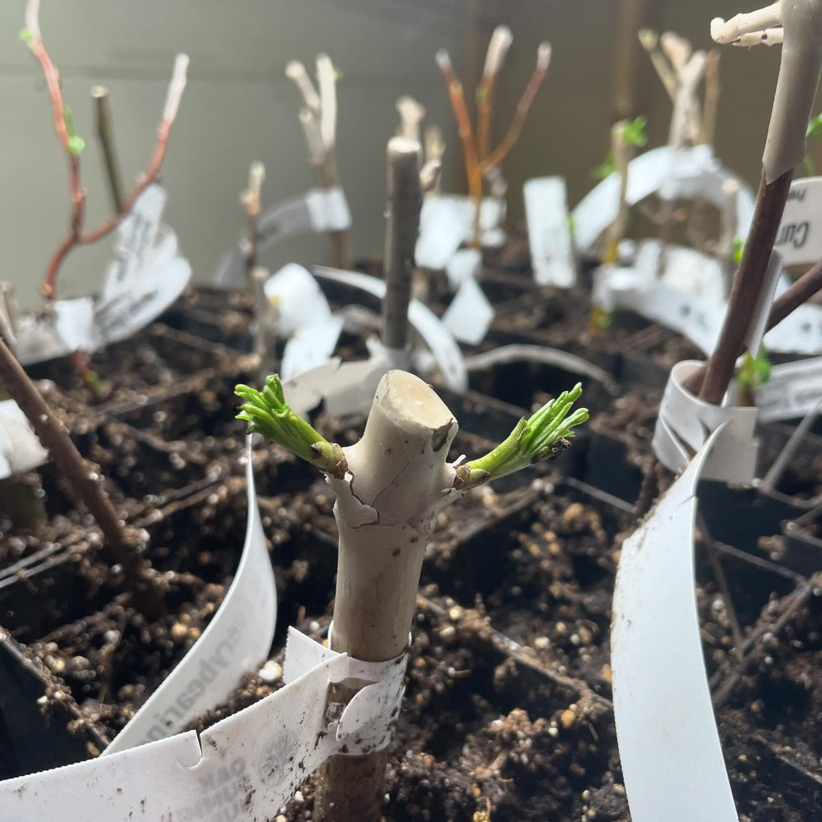 cuttings leafing out, hopefully already have enough root development