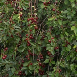 D'Artagnan Dwarf Sour Cherry