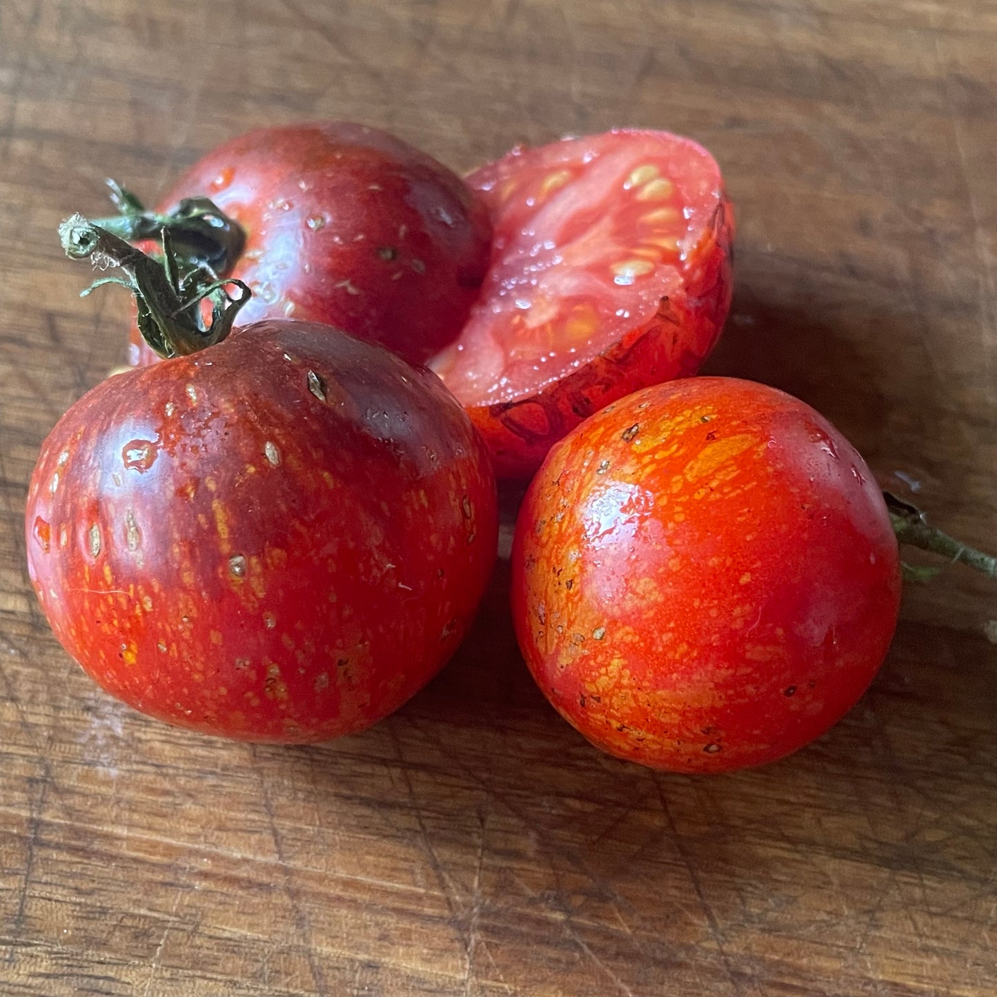 Dark Galaxy tomatoes at Oak Summit Nursery, upright view [osn-rotate-20260829:1]