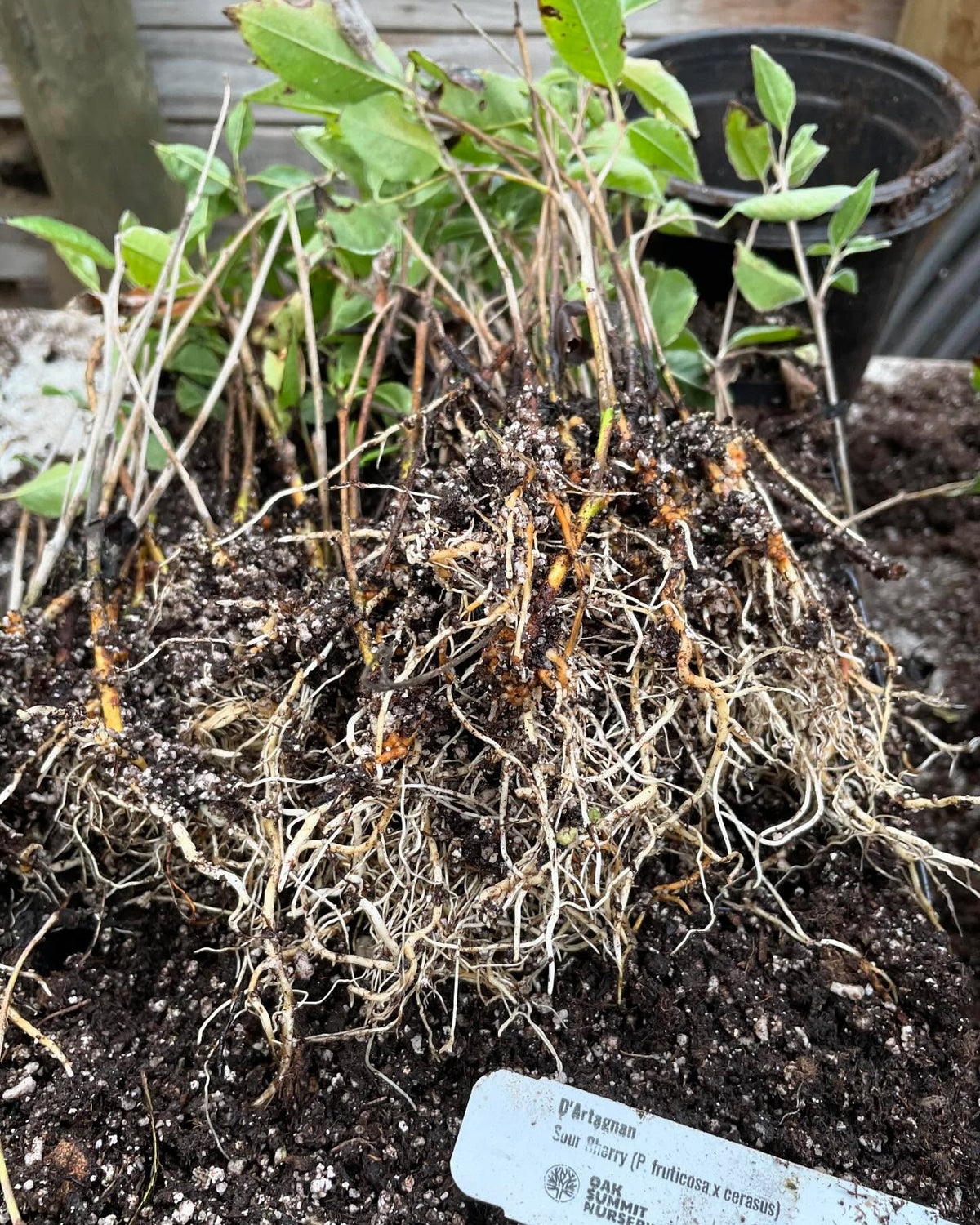 d’artagnan cherry from u of sask getting potted up, image 2 of 2