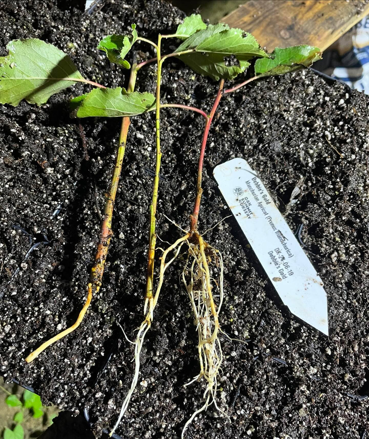debbie’s gold apricot on it’s own roots
