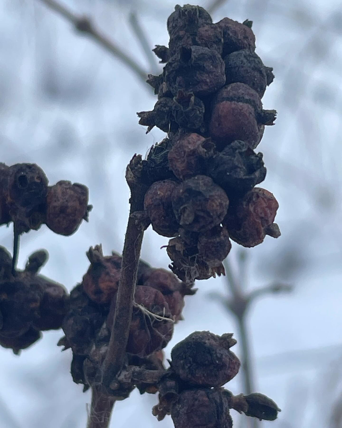 does anyone know the ID on this plant, image 1 of 7