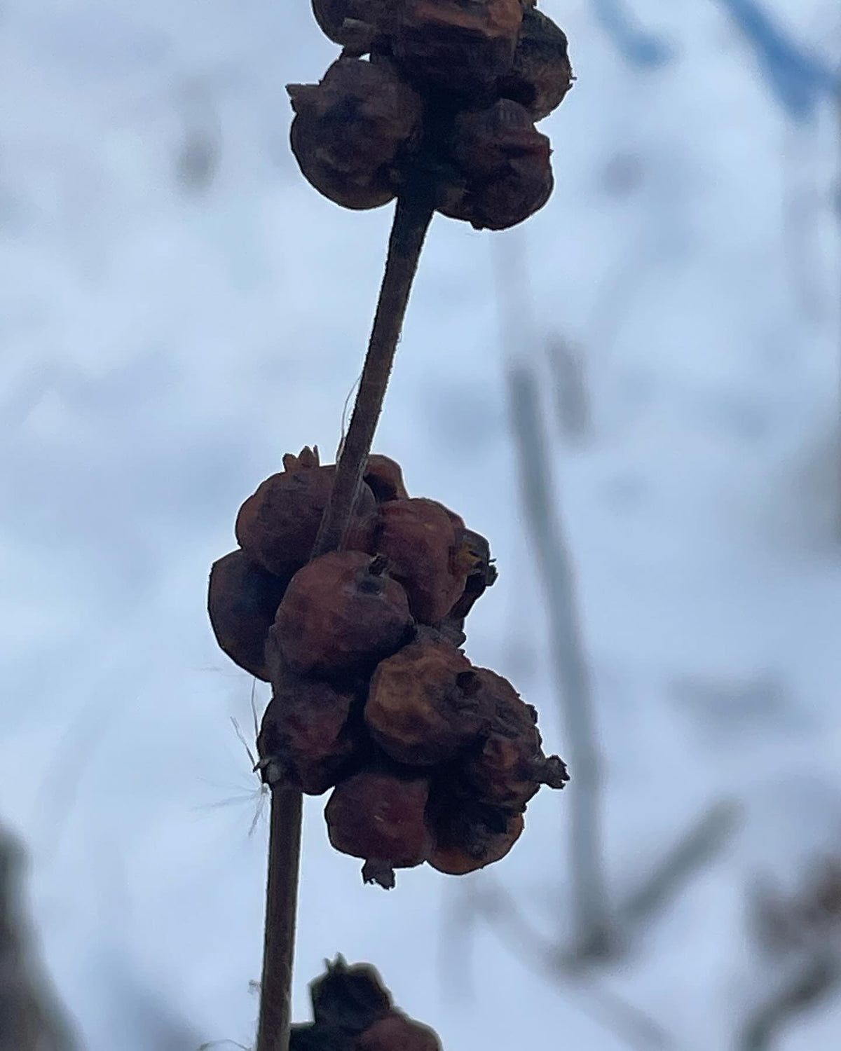 does anyone know the ID on this plant, image 2 of 7