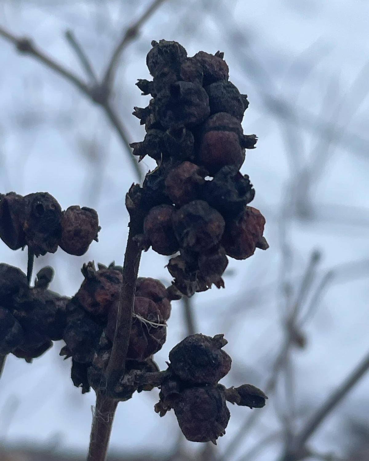 does anyone know the ID on this plant, image 4 of 7