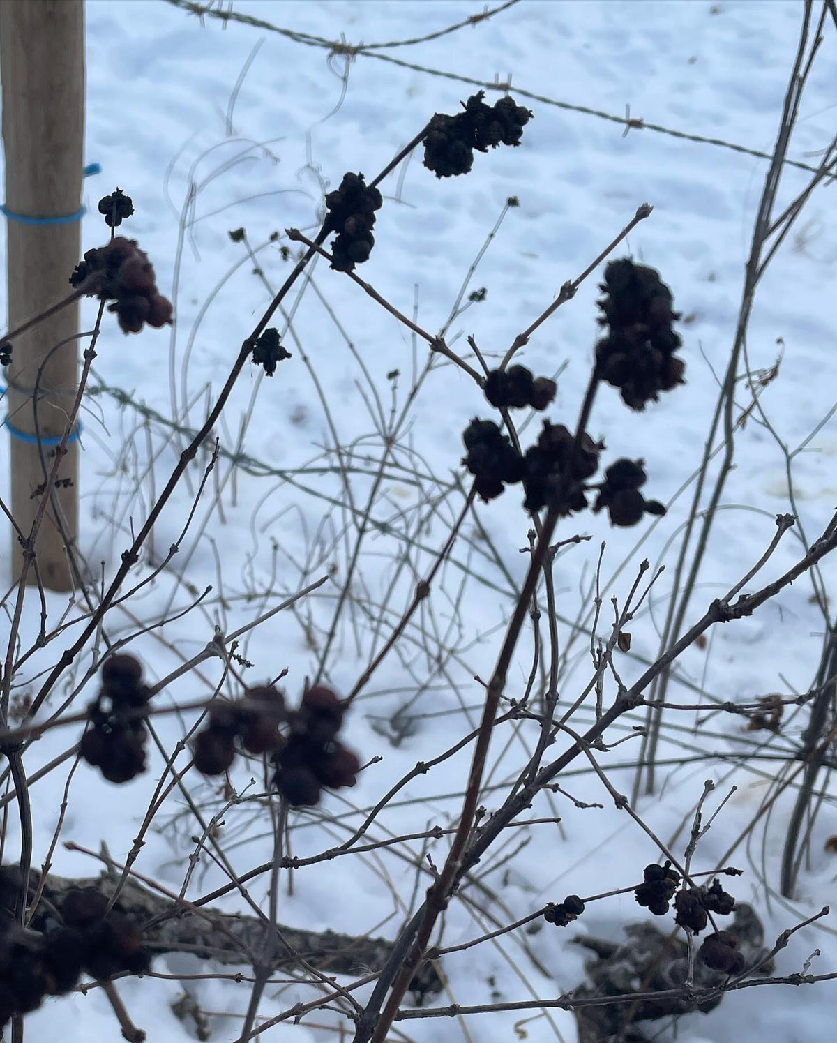 does anyone know the ID on this plant, image 5 of 7