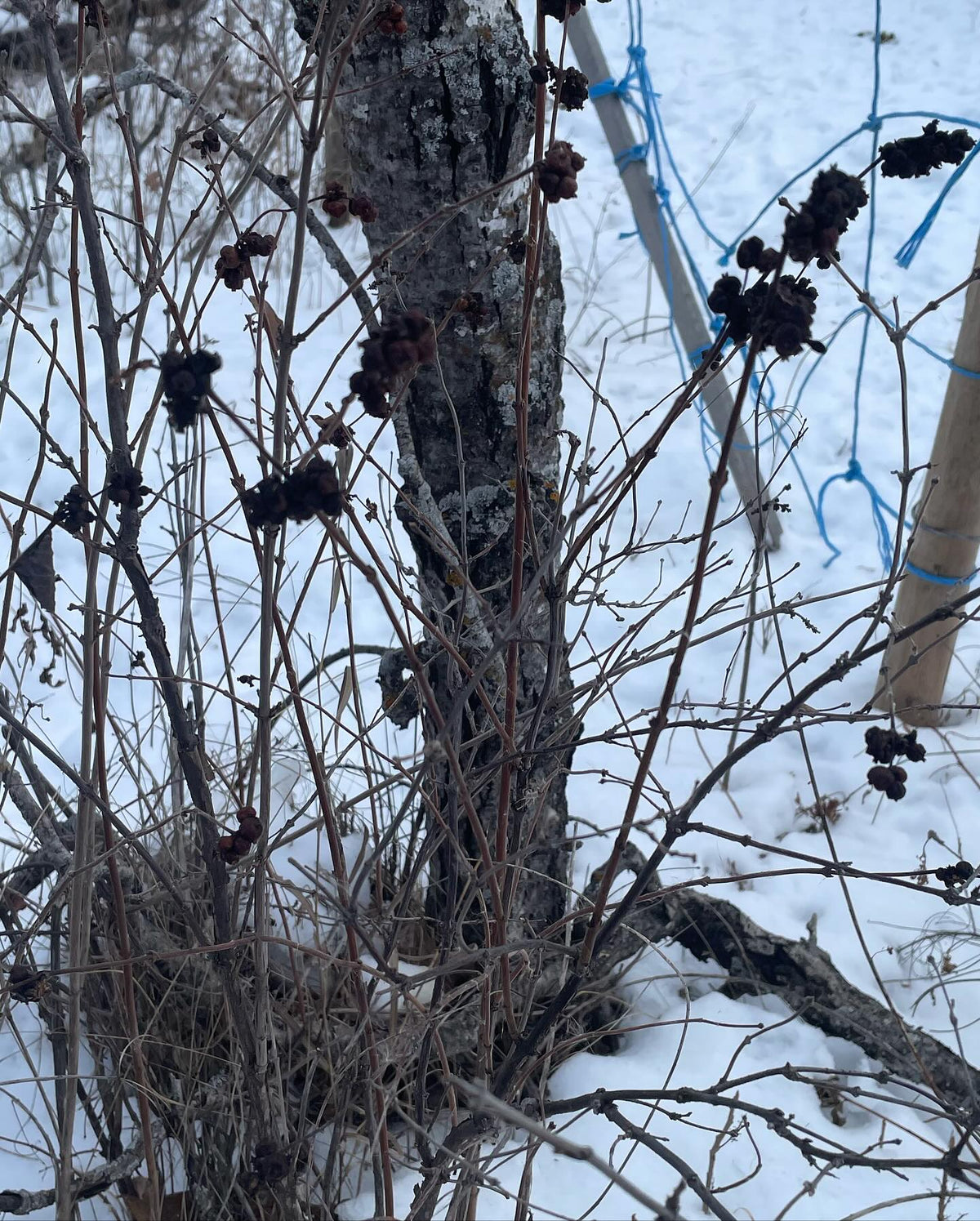 does anyone know the ID on this plant, image 6 of 7