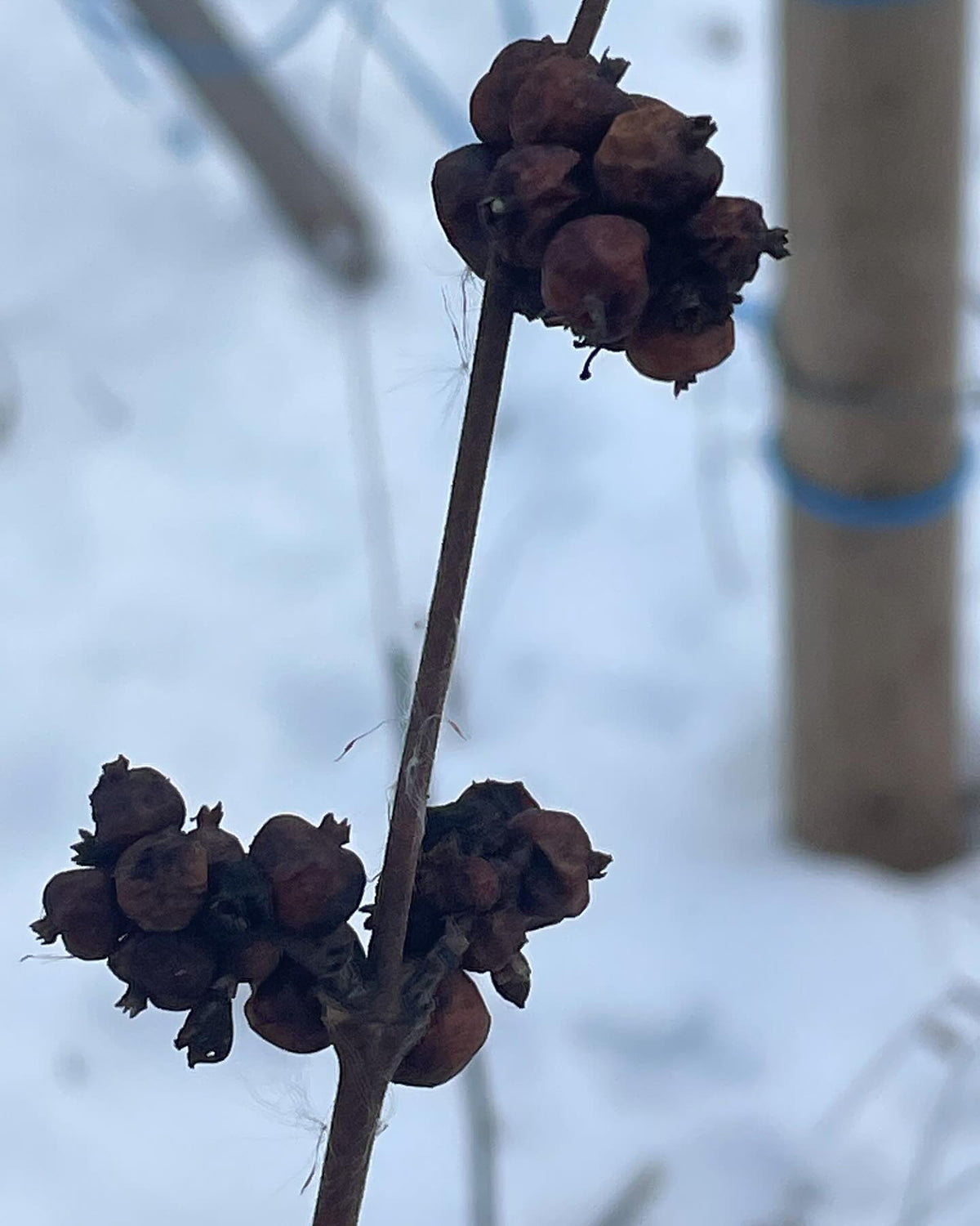 does anyone know the ID on this plant, image 7 of 7