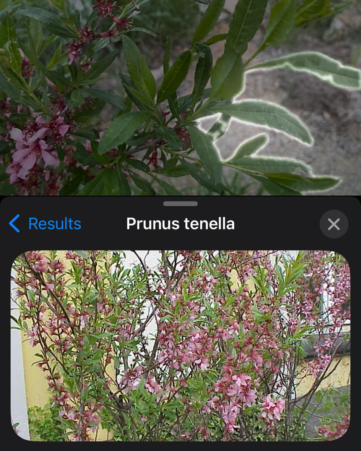 does this Id seem right, image 2 of 6