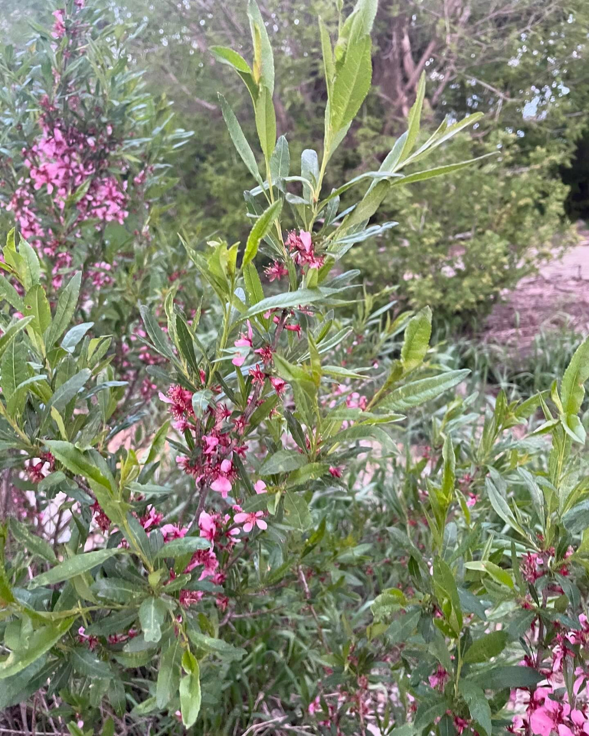does this Id seem right, image 3 of 6
