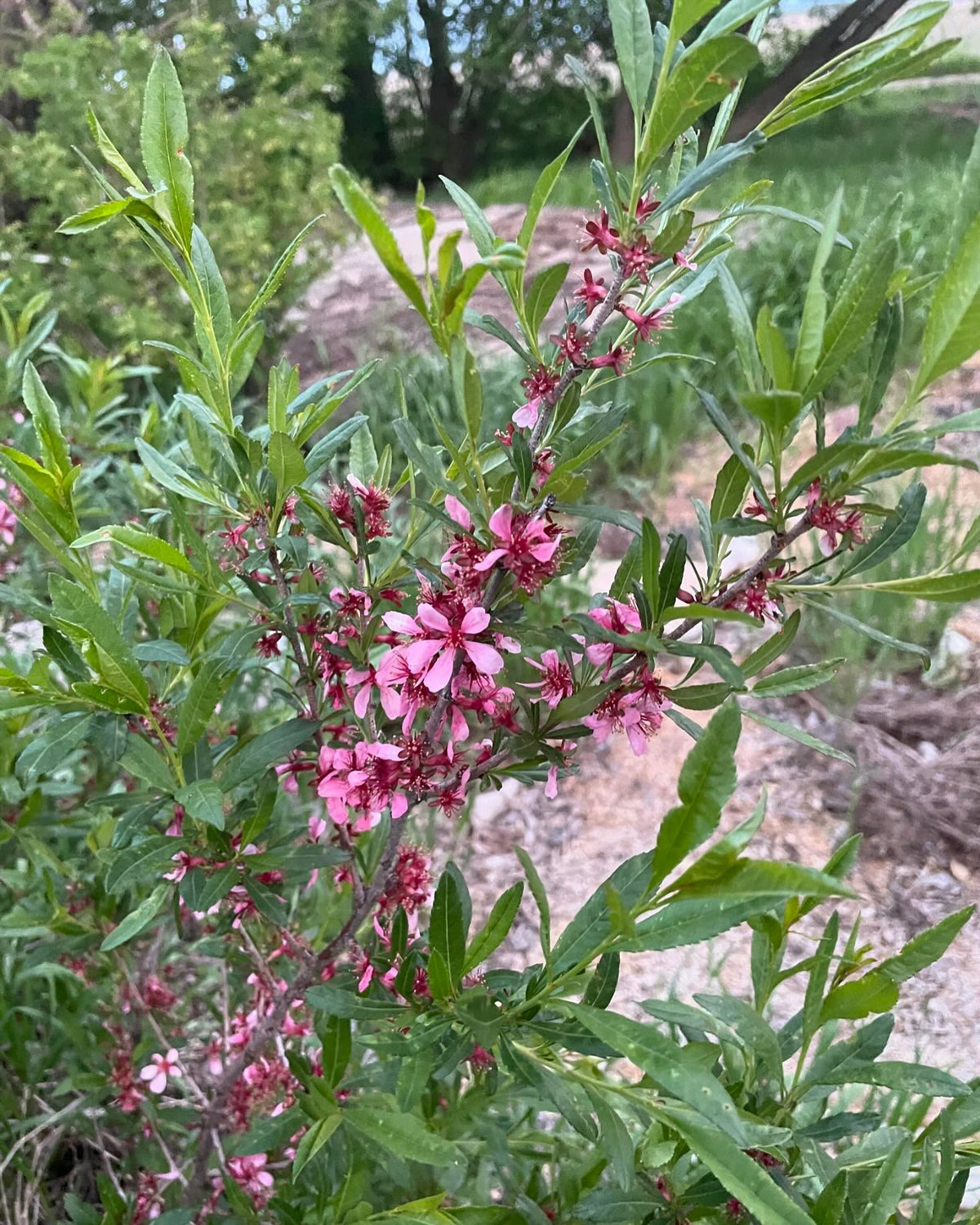 does this Id seem right, image 4 of 6