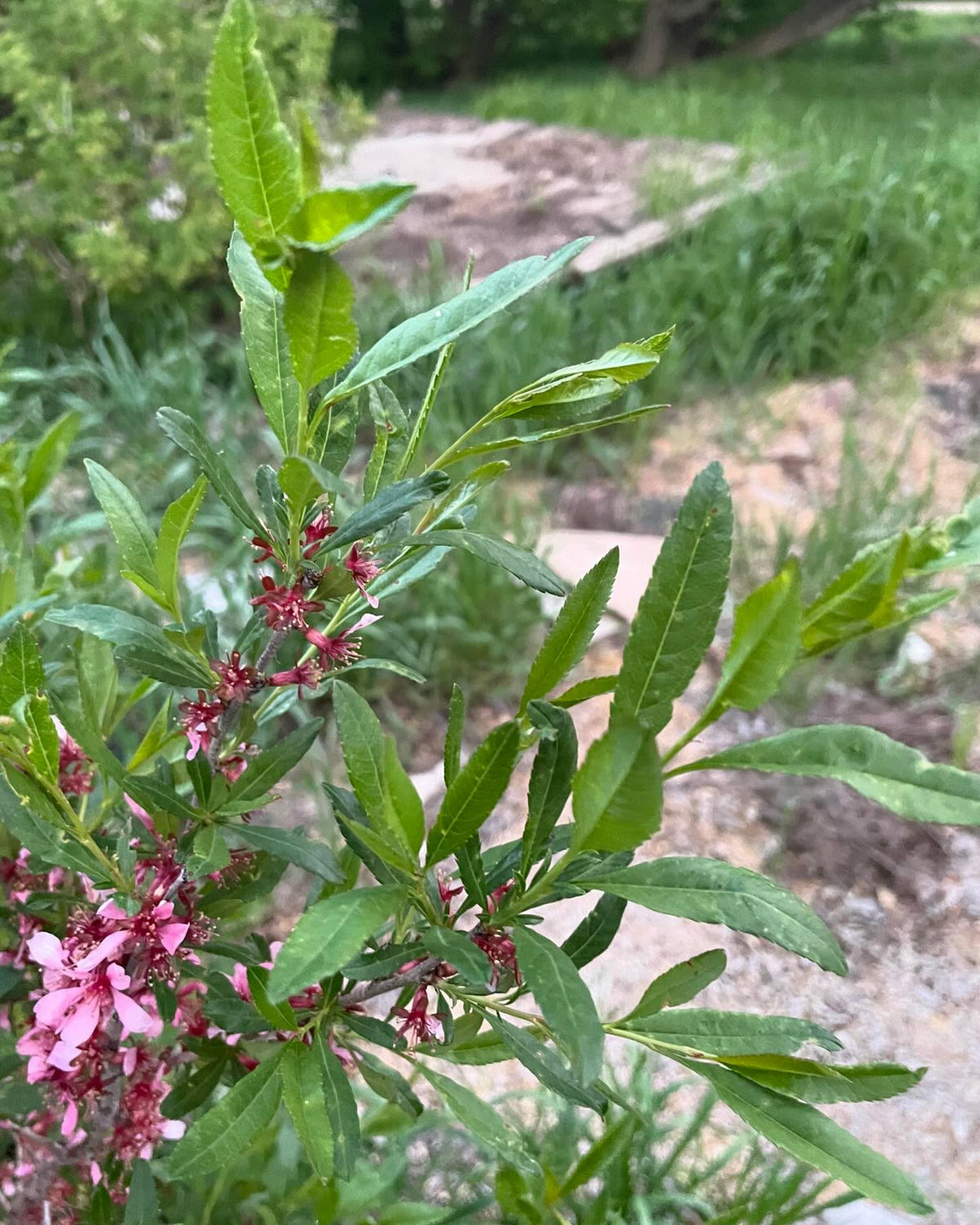 does this Id seem right, image 6 of 6
