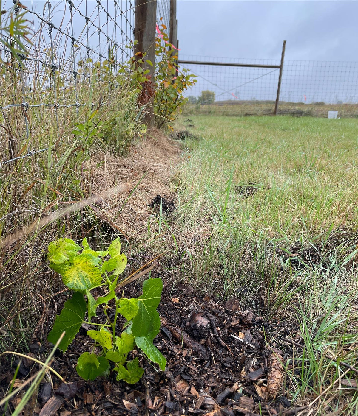 donated some grapes today that we planted along the fences at @assiniboinefoodforest, thanks to the volunteers who came, image 1 of 3