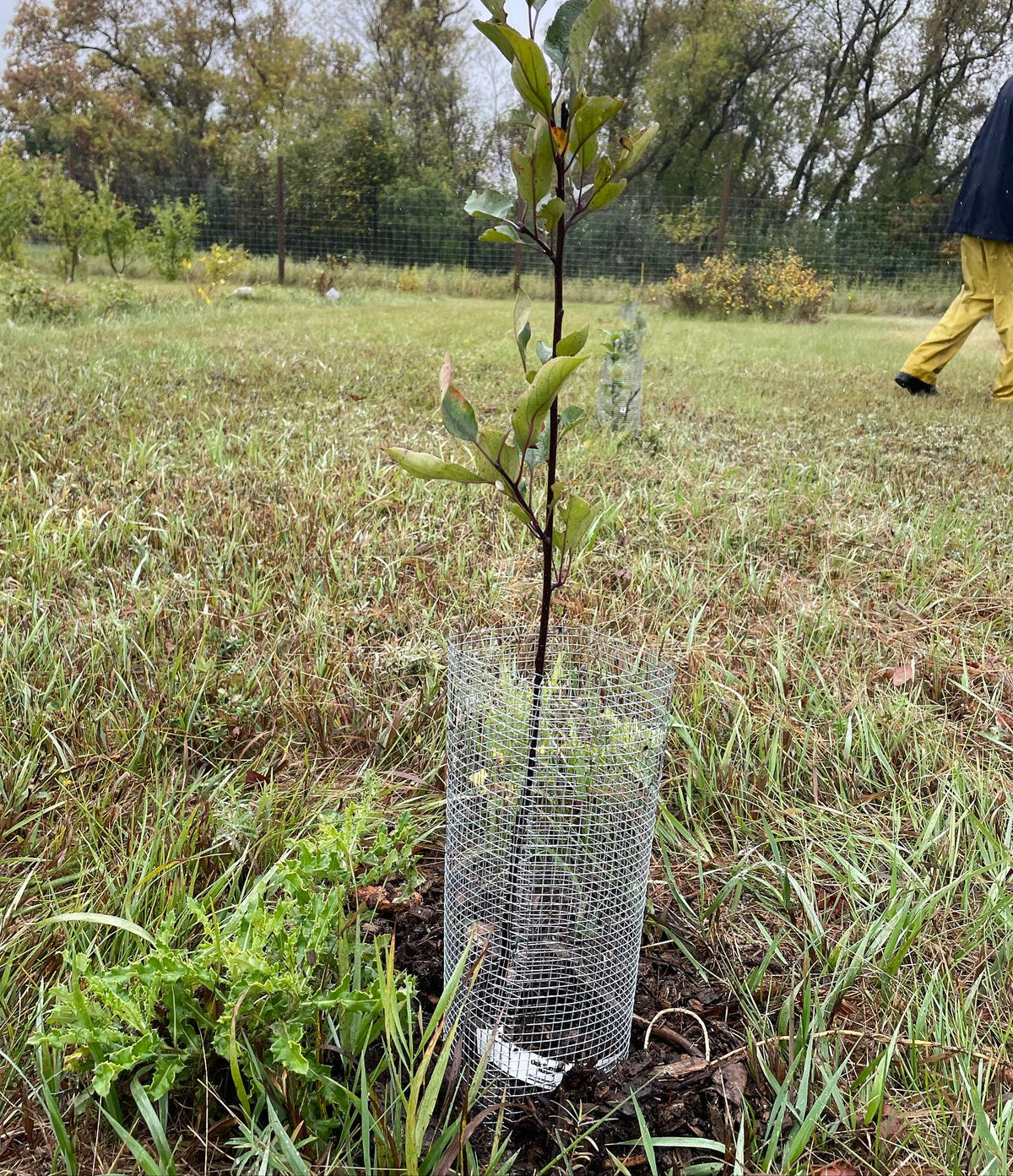 donated some grapes today that we planted along the fences at @assiniboinefoodforest, thanks to the volunteers who came, image 2 of 3
