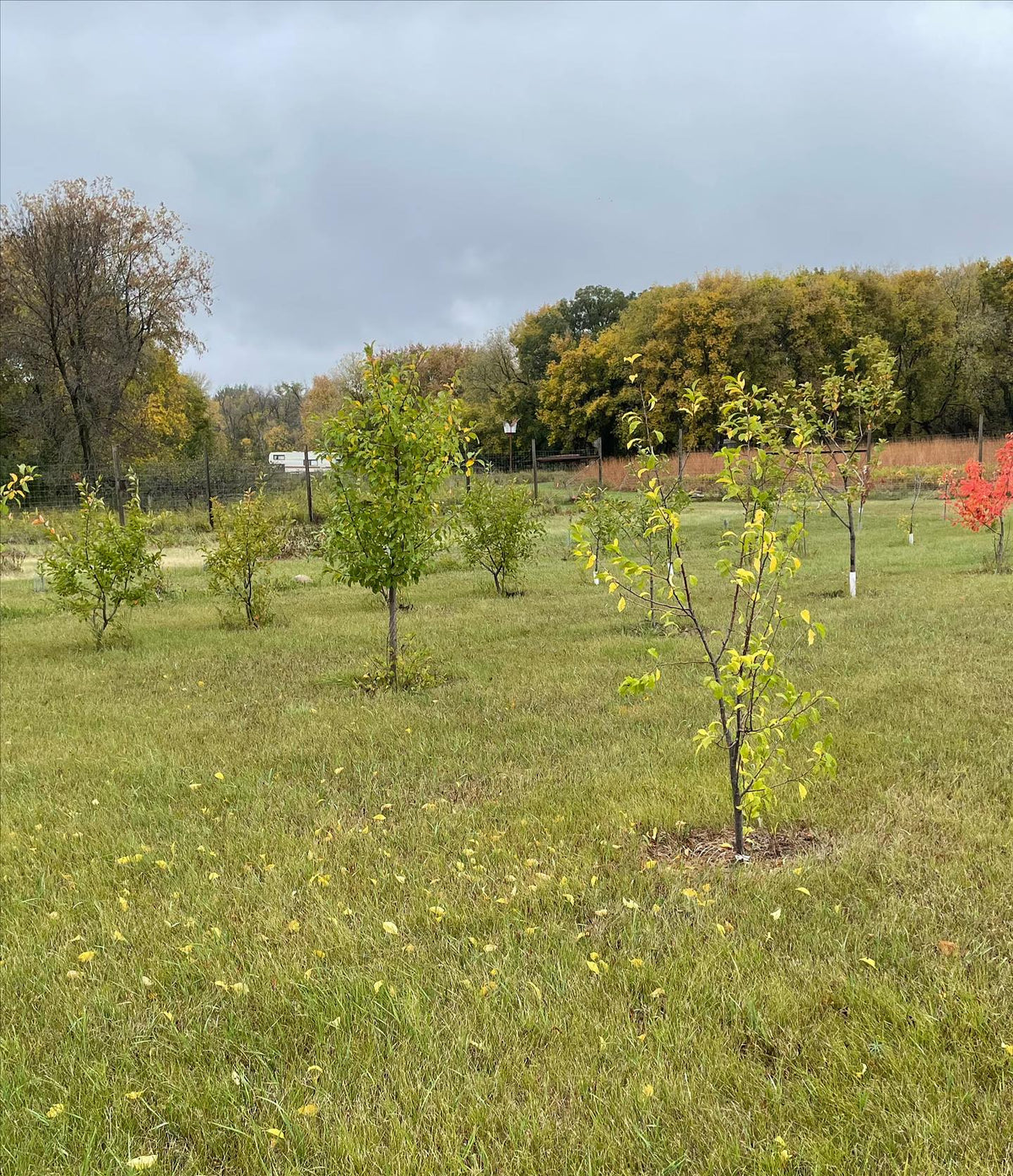 donated some grapes today that we planted along the fences at @assiniboinefoodforest, thanks to the volunteers who came, image 3 of 3