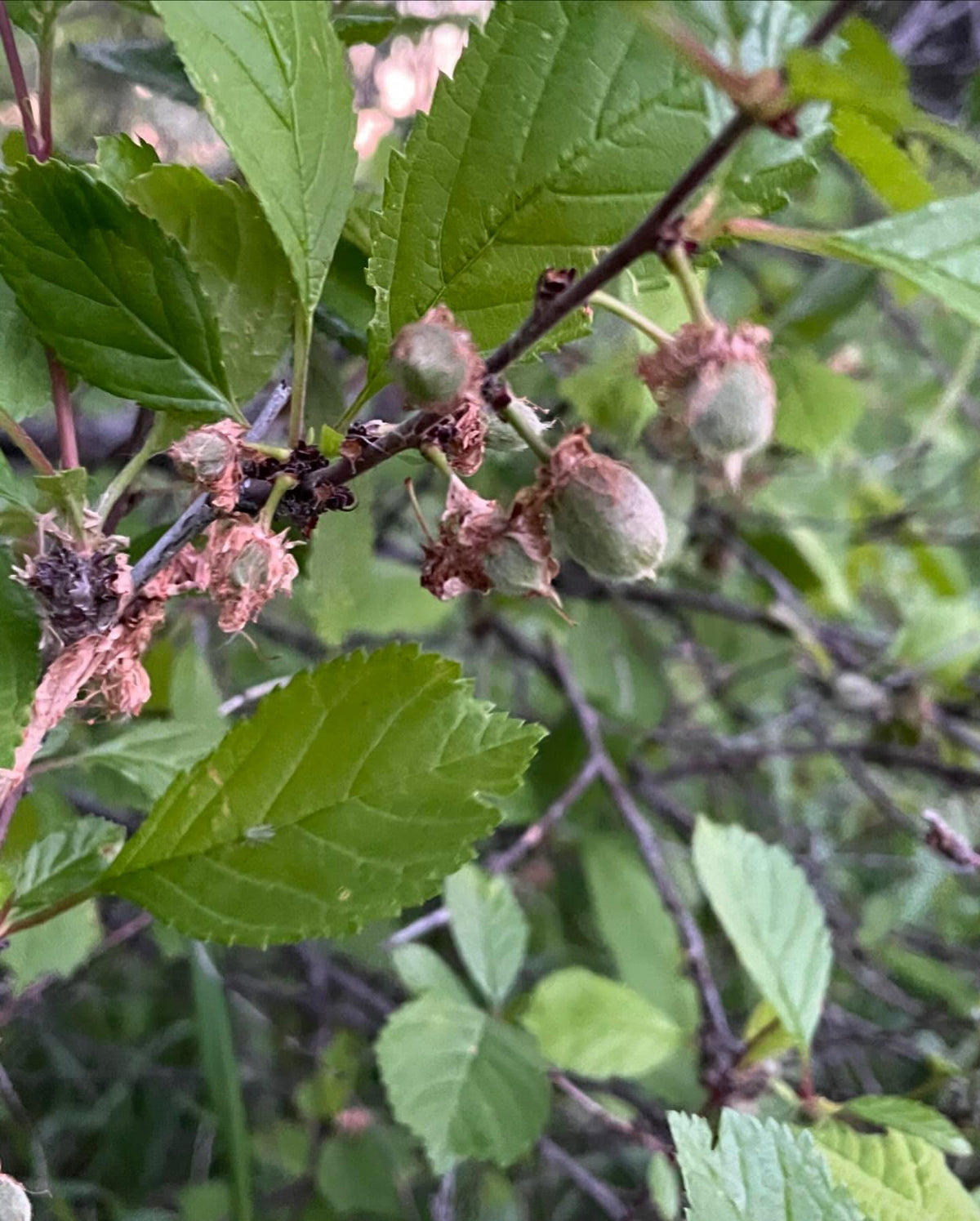 double flowering plum, an old bush that’s fruiting for the first time that I’ve noticed, image 1 of 3