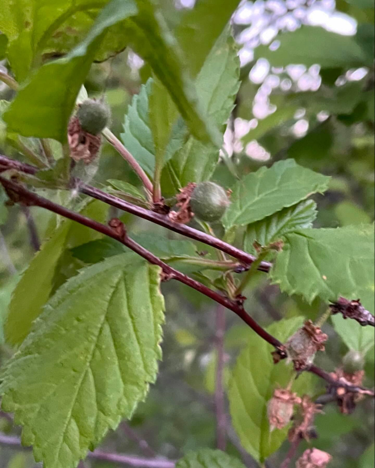 double flowering plum, an old bush that’s fruiting for the first time that I’ve noticed, image 3 of 3