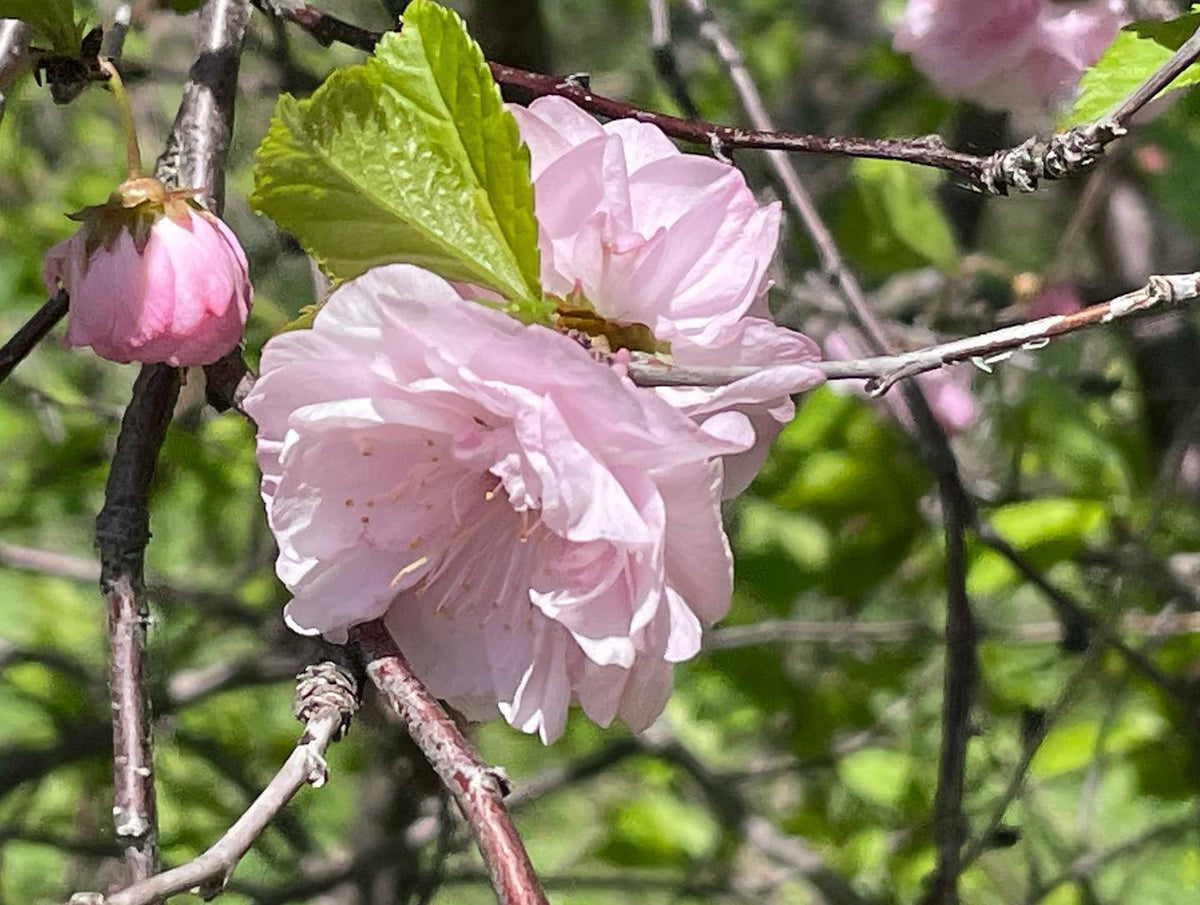 Double flowering plum, Prunus triloba #plumblossom, image 1 of 2