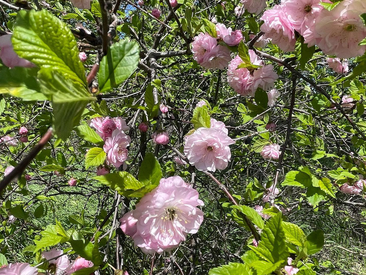 Double flowering plum, Prunus triloba #plumblossom, image 2 of 2