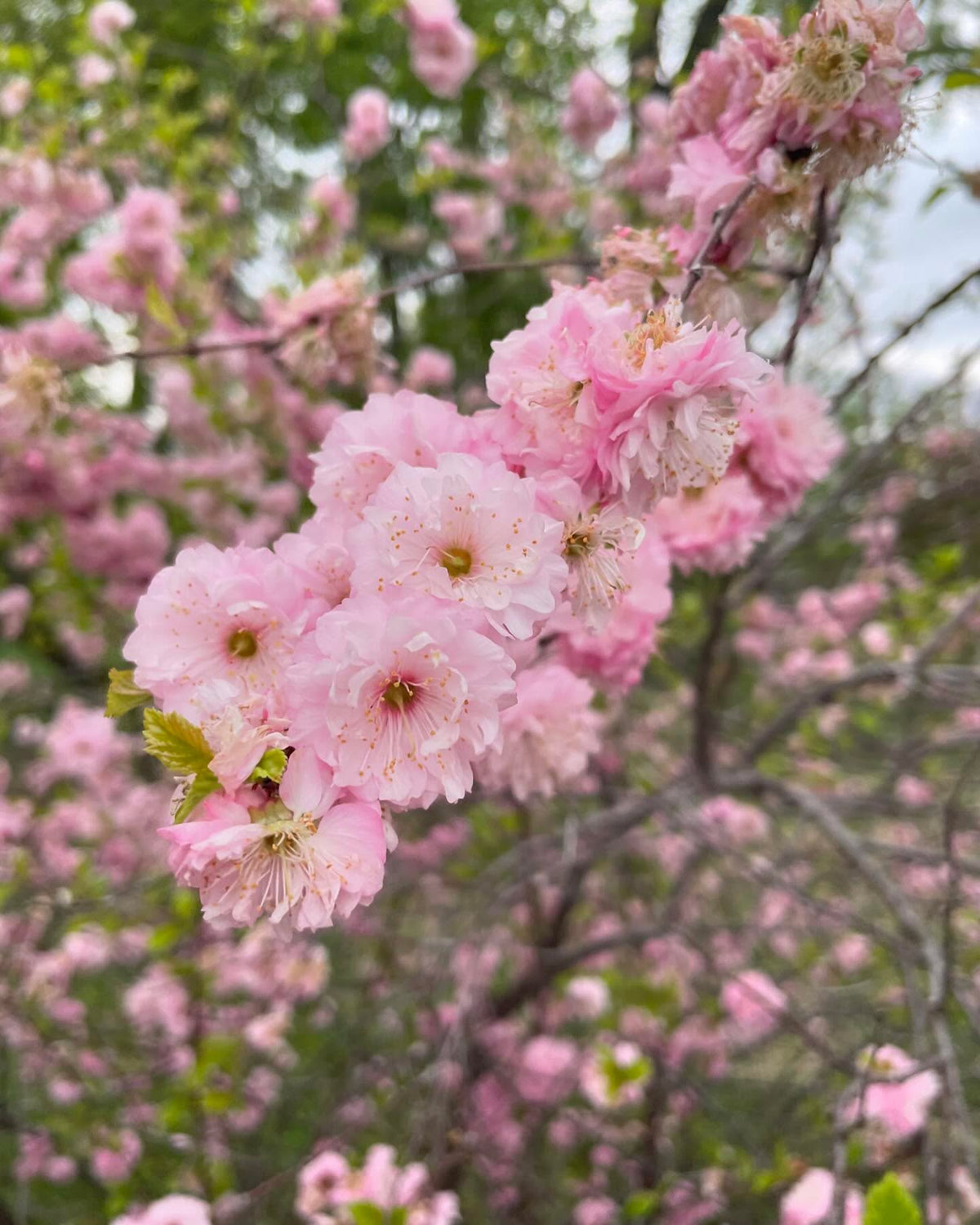 double flowering plum, Prunus x blireiana is a cool hybrid with japanese apricot, image 1 of 4