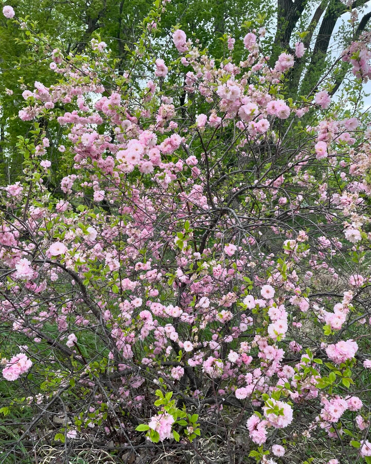 double flowering plum, Prunus x blireiana is a cool hybrid with japanese apricot, image 2 of 4