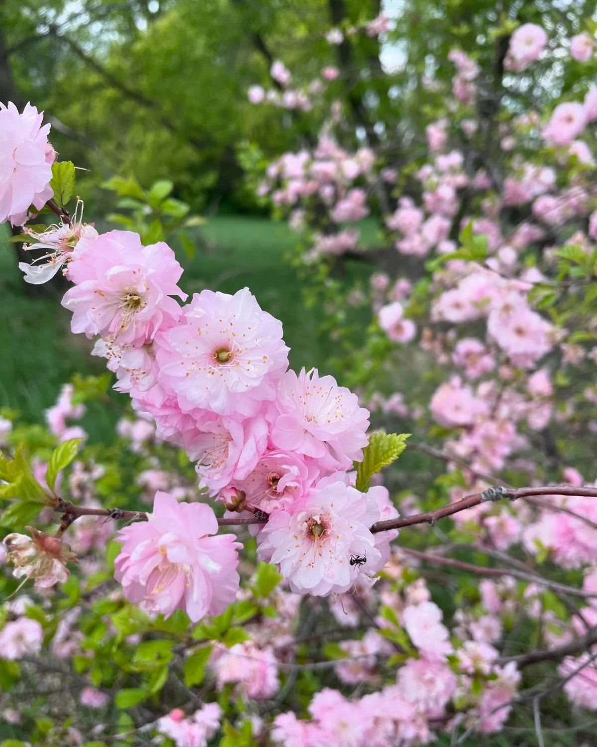 double flowering plum, Prunus x blireiana is a cool hybrid with japanese apricot, image 3 of 4