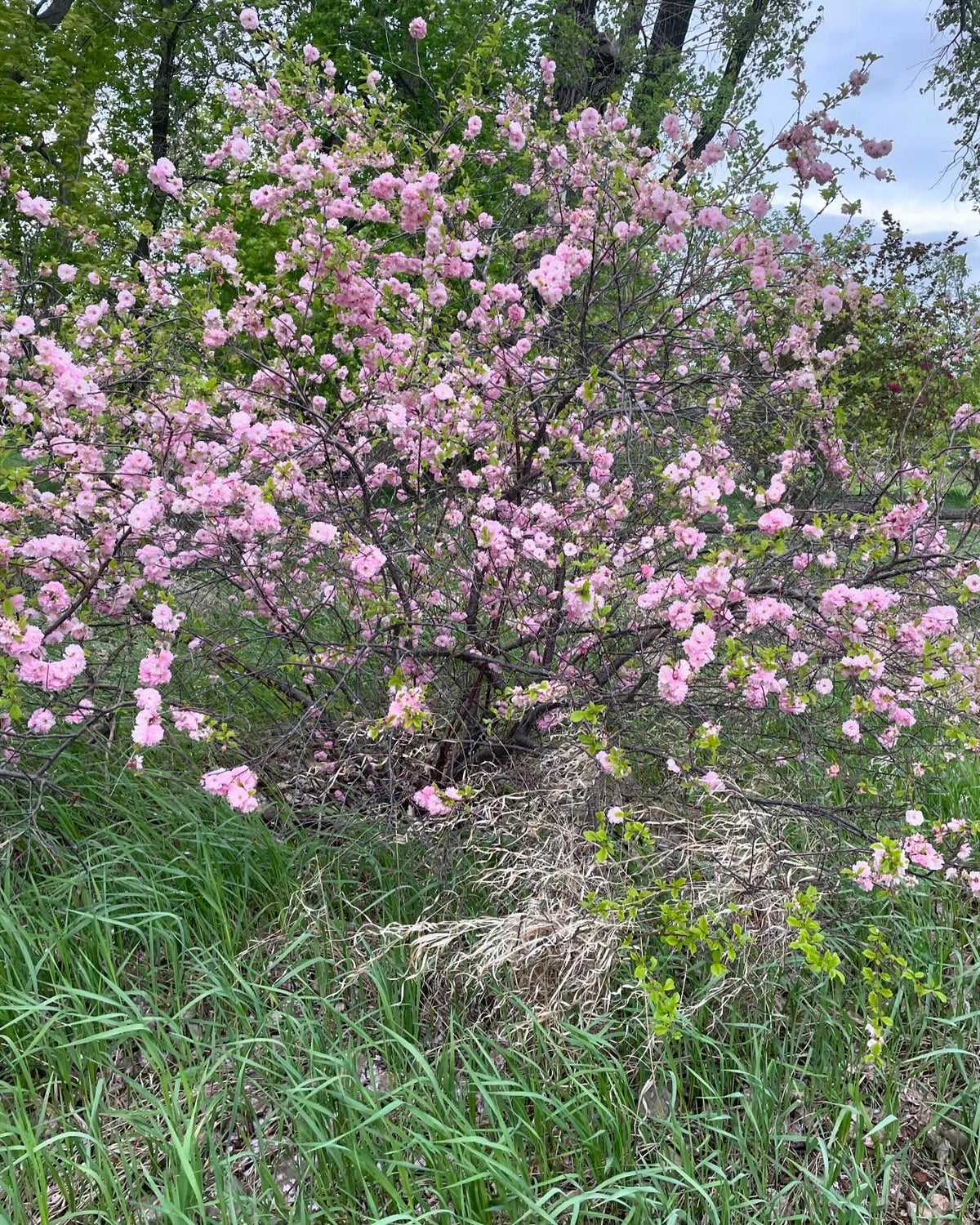 double flowering plum, Prunus x blireiana is a cool hybrid with japanese apricot, image 4 of 4