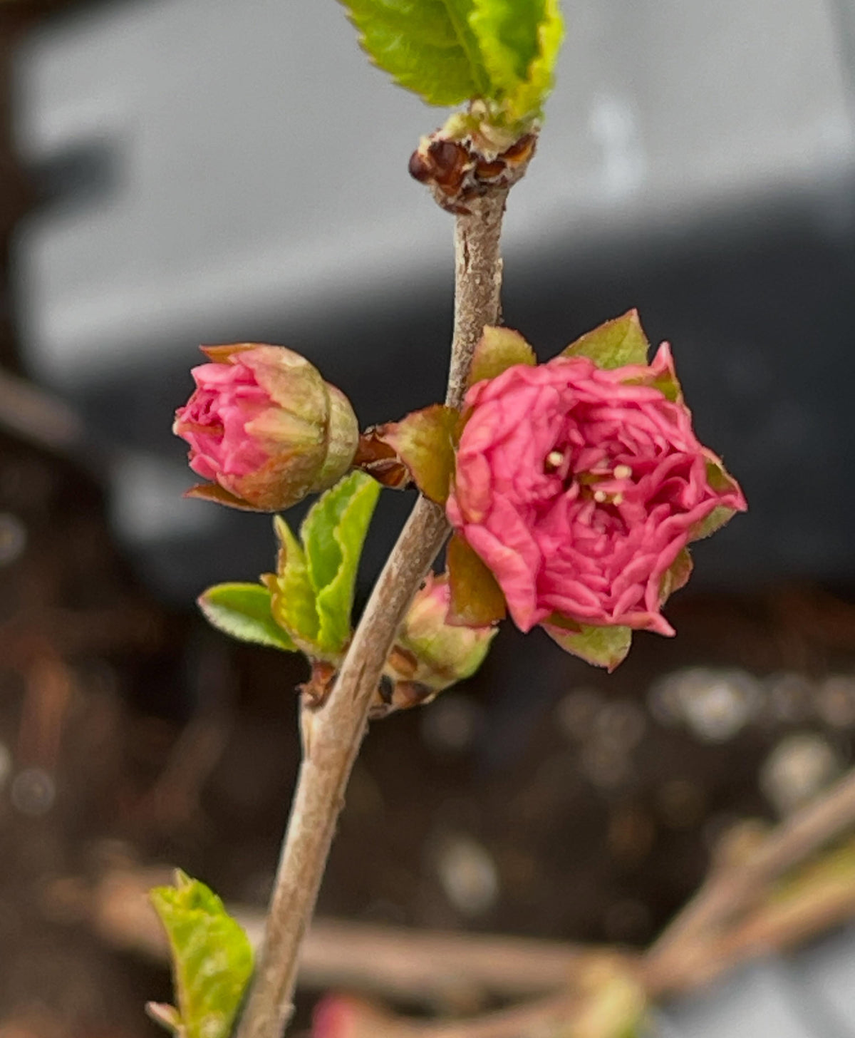 double flowering plums, just year old rooted plants and they're flowering in the bin while they wait to get planted out, image 1 of 5