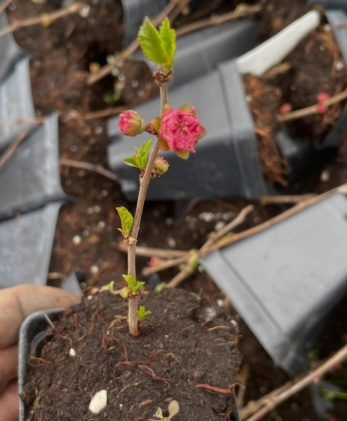 double flowering plums, just year old rooted plants and they're flowering in the bin while they wait to get planted out, image 2 of 5