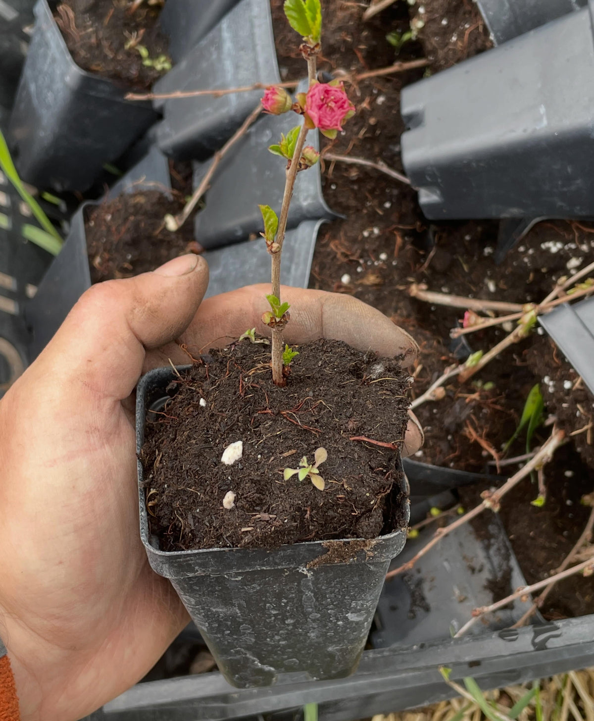 double flowering plums, just year old rooted plants and they're flowering in the bin while they wait to get planted out, image 3 of 5