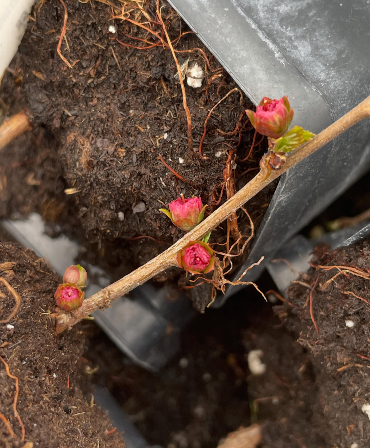 double flowering plums, just year old rooted plants and they're flowering in the bin while they wait to get planted out, image 5 of 5