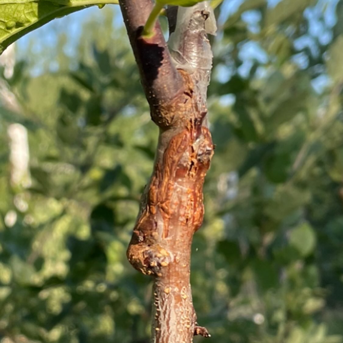 double worked plum, image 2 of 5