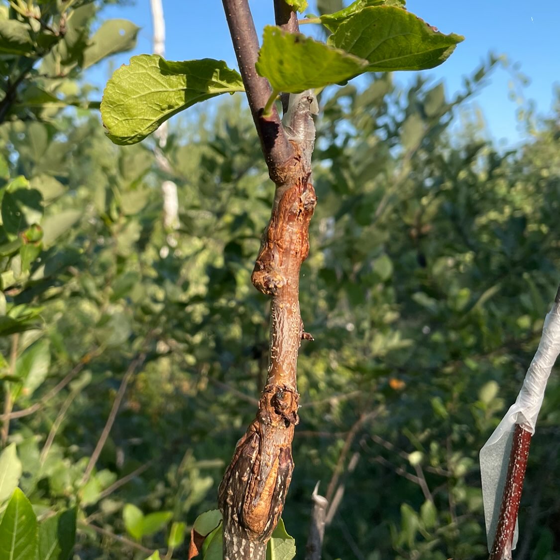 double worked plum, image 3 of 5