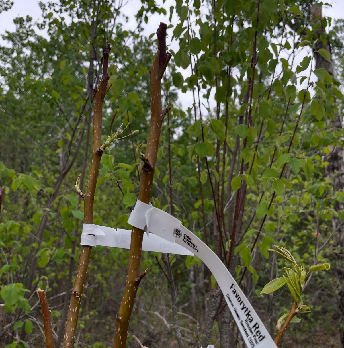 double working pears, here is paul pear on saskatoon as an interstem, with favoritka red on top, image 4 of 5