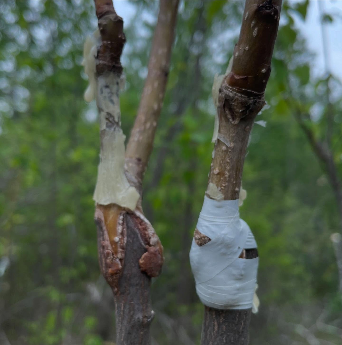 double working pears, here is paul pear on saskatoon as an interstem, with favoritka red on top, image 5 of 5