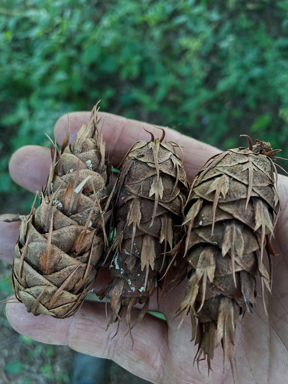 douglas fir cones, very distinctive strands on them, from a large arboretum tree growing in zone 3 MB, at the frank