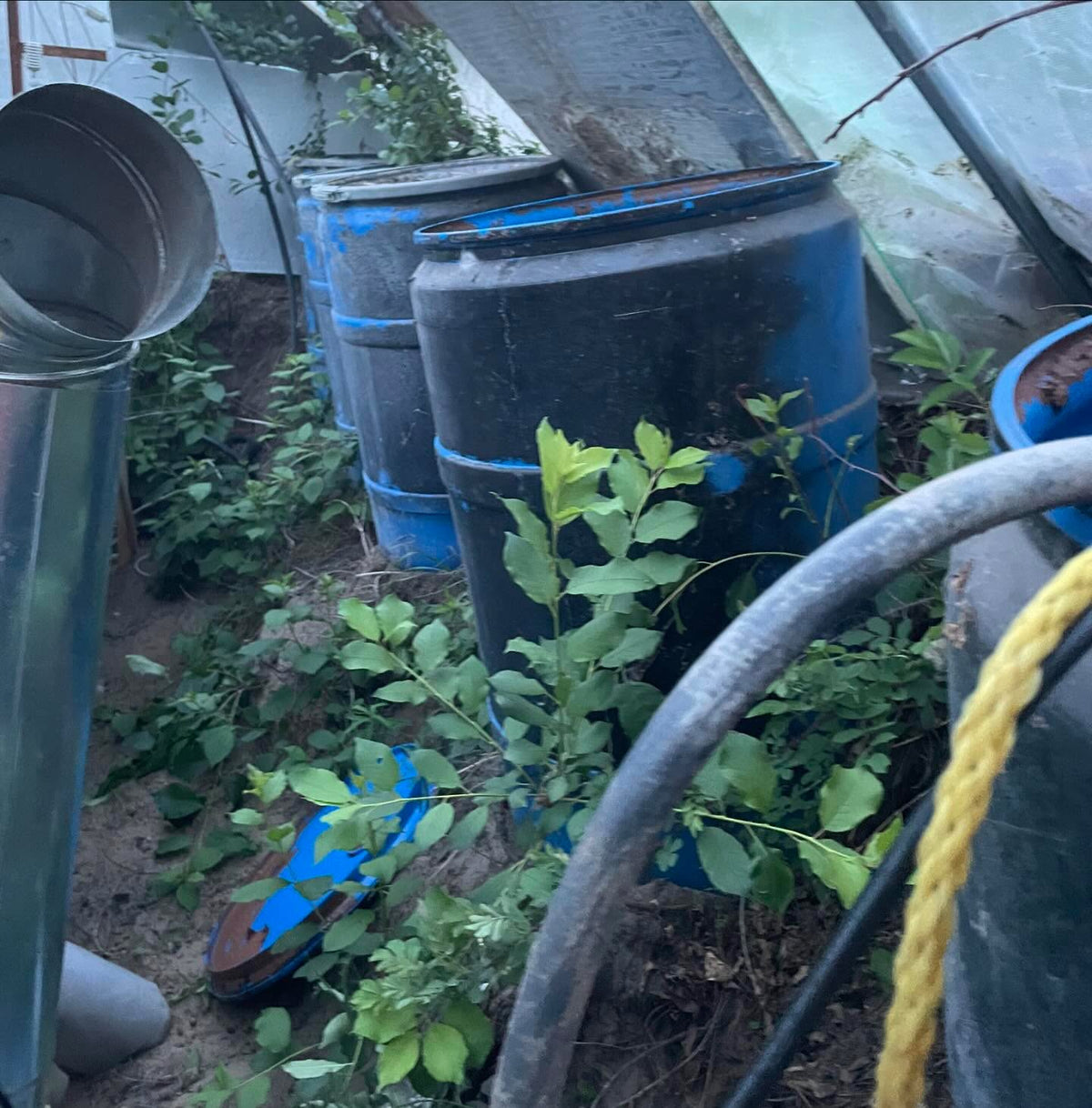 draining the rain barrels at the back of the greenhouse, I filled these with water eight years ago, not sure what, image 1 of 2