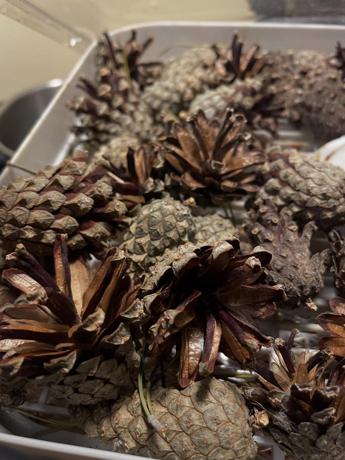 drying pine cones to open them, these are scots pine, image 1 of 3