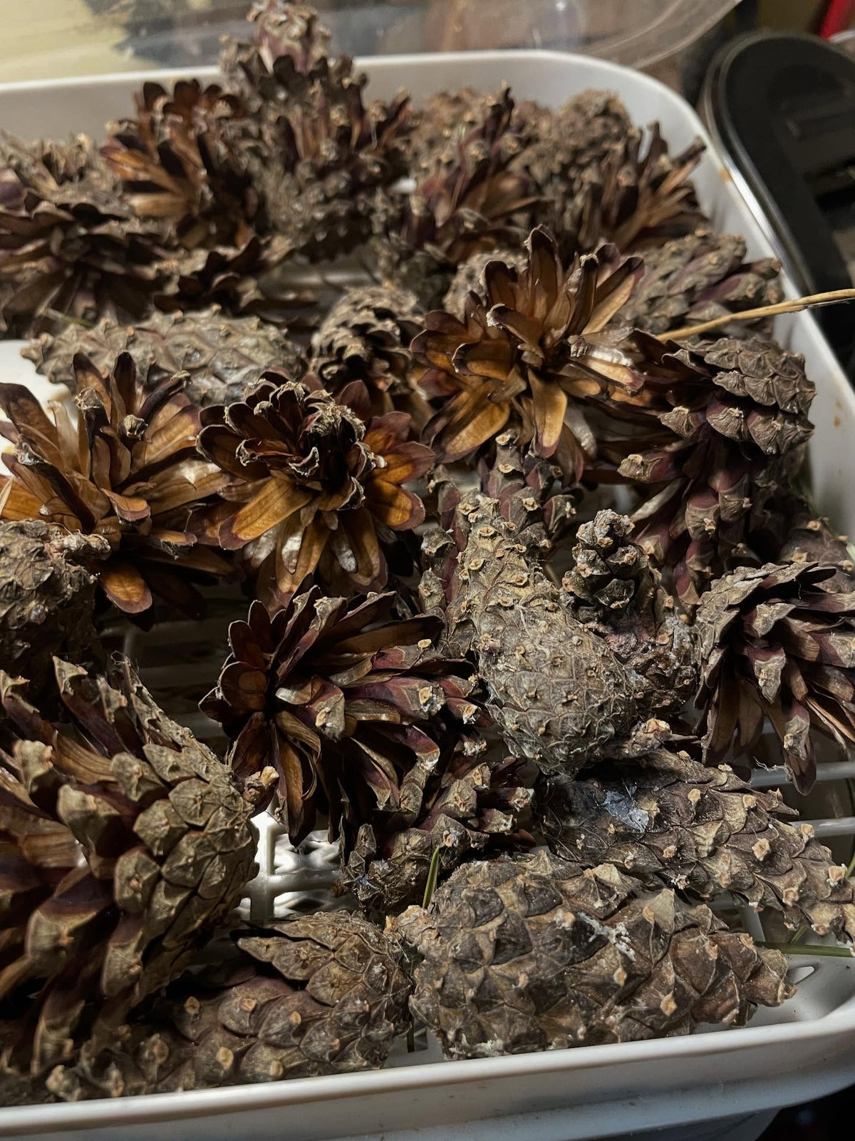 drying pine cones to open them, these are scots pine, image 2 of 3