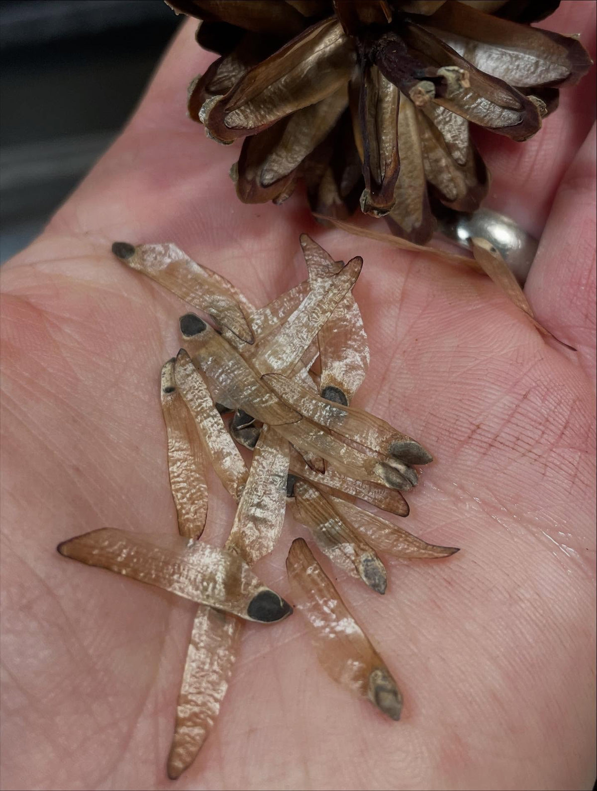 drying pine cones to open them, these are scots pine, image 3 of 3