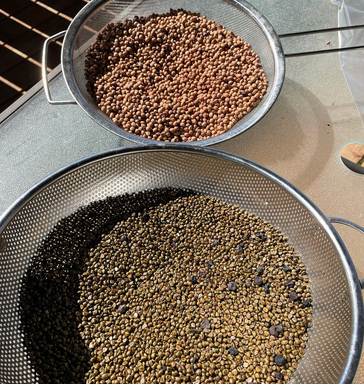 drying some cleaned seed, front is virginia creeper back is choke cherry