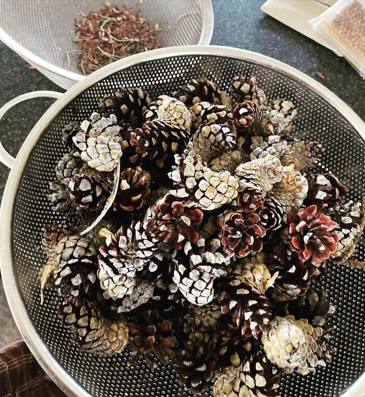 drying some jack pine in the dehydrator to open up the serotinous cones, image 1 of 2