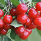 Evans Cherry (Prunus cerasus 'Evans')