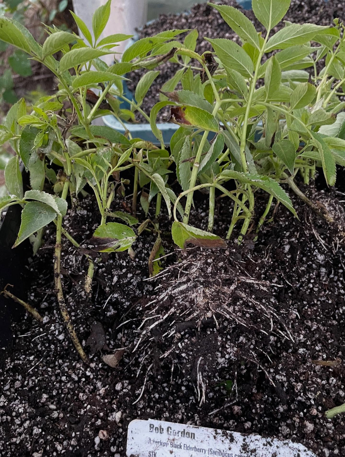 elderberries, haskaps ready to pot up, image 1 of 7