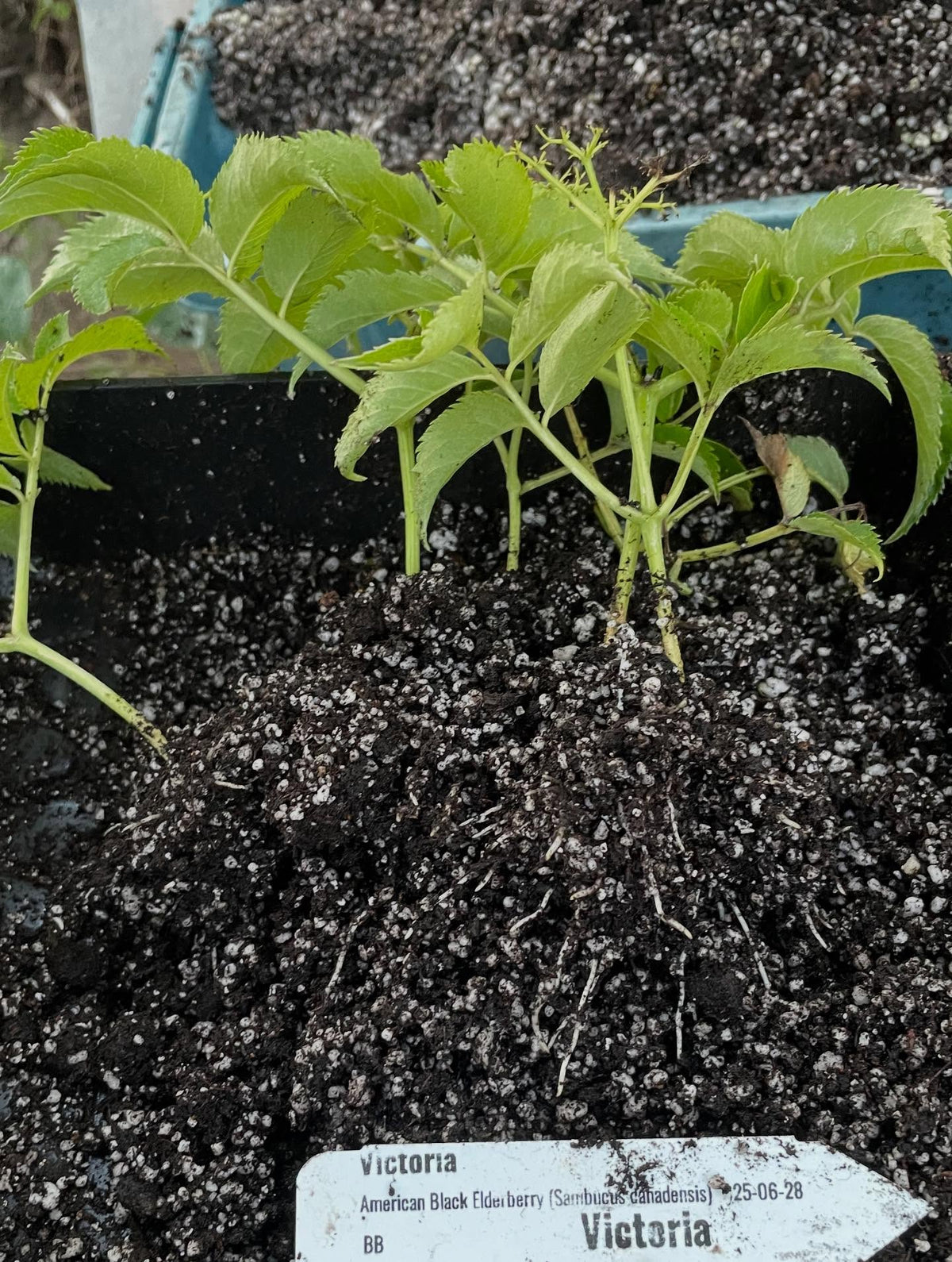elderberries, haskaps ready to pot up, image 2 of 7