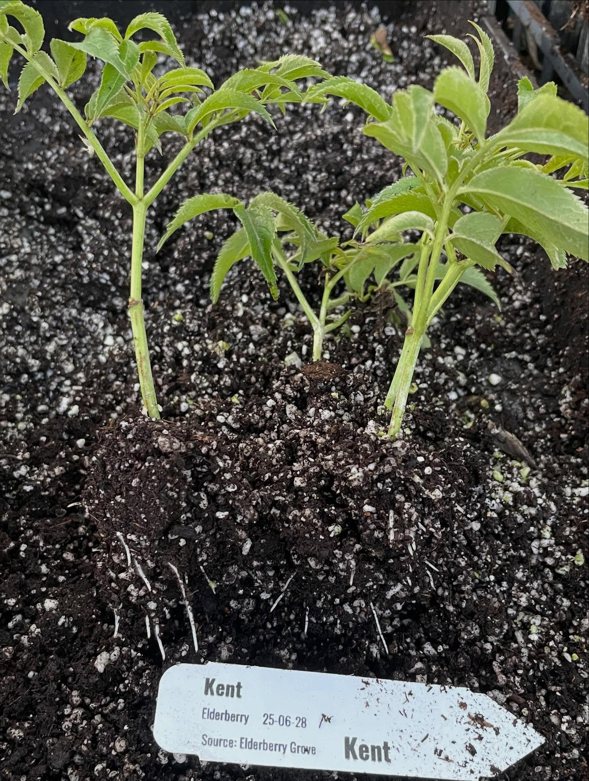 elderberries, haskaps ready to pot up, image 3 of 7
