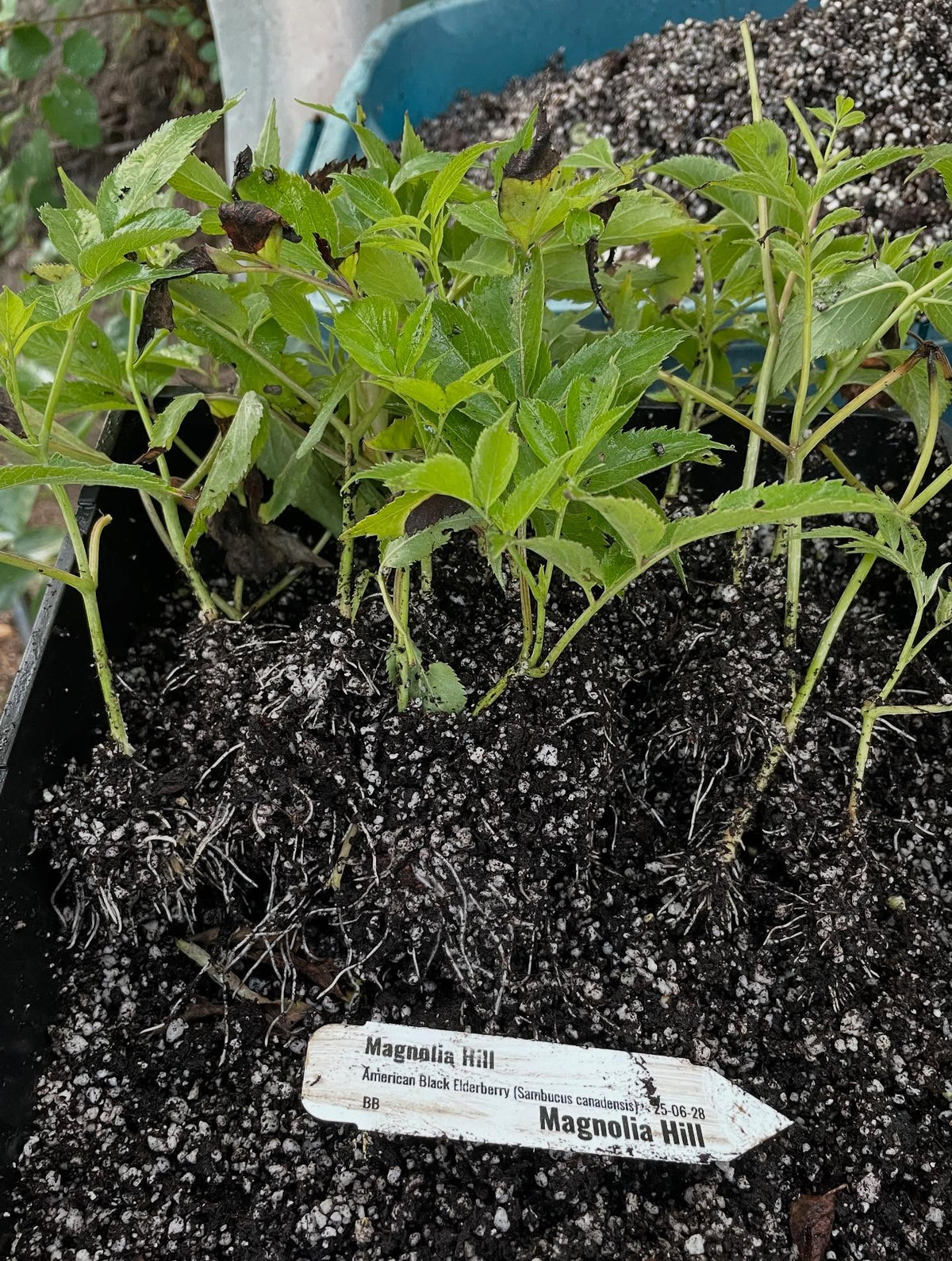 elderberries, haskaps ready to pot up, image 4 of 7