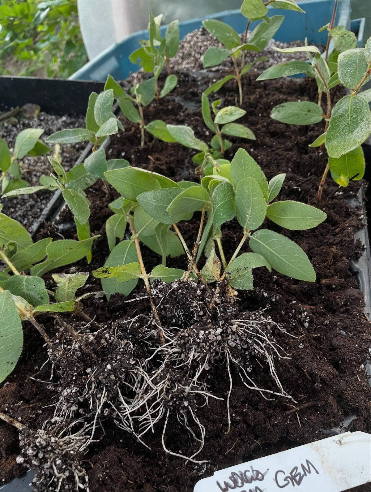 elderberries, haskaps ready to pot up, image 6 of 7
