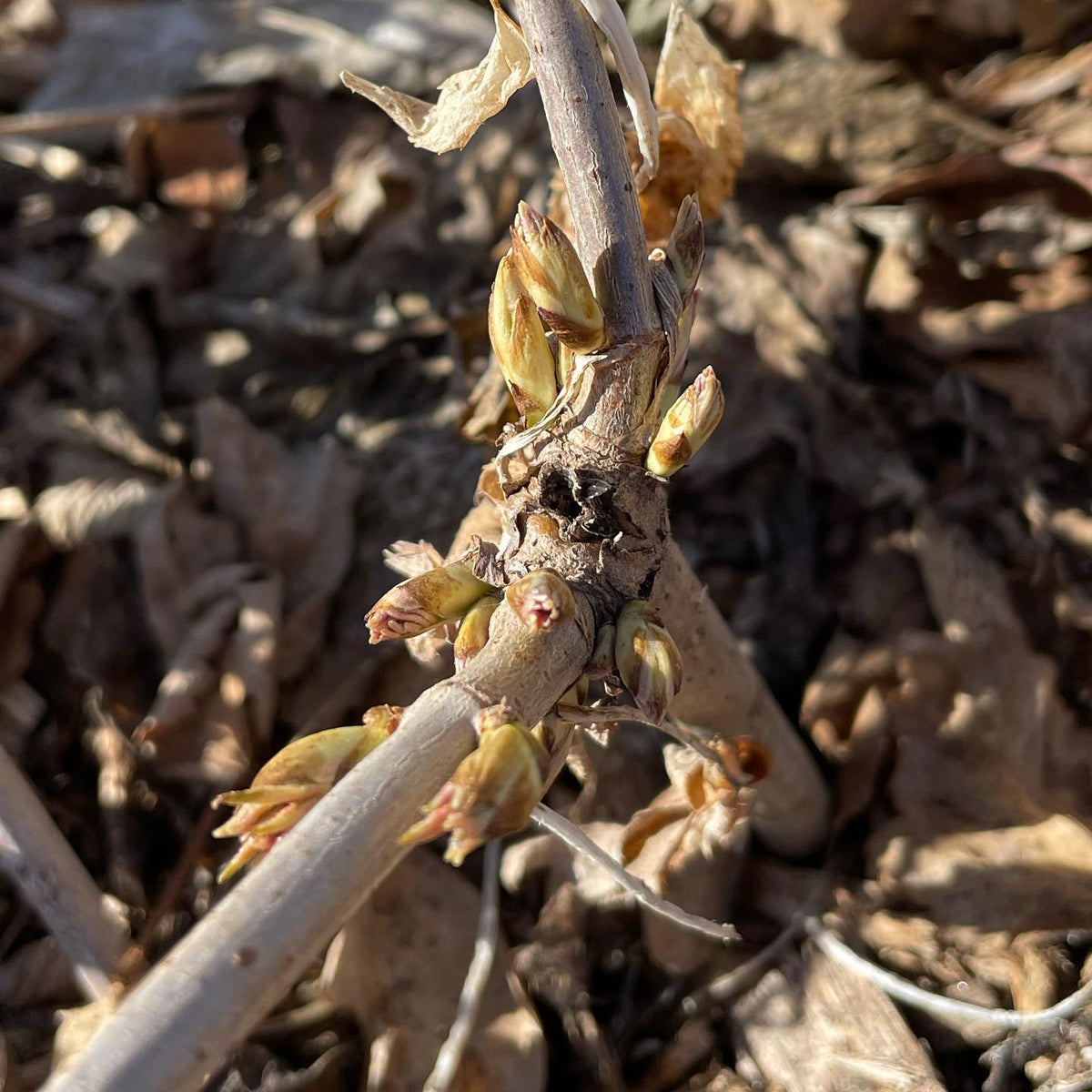 elderberry budding out