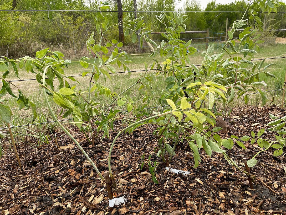Elderberry from hardwood cuttings at 12 weeks, image 1 of 4