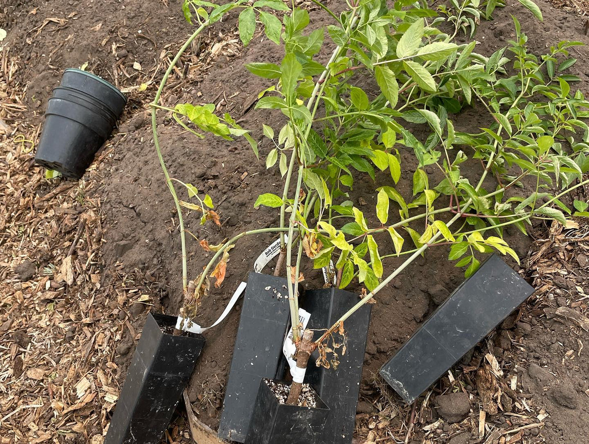 Elderberry from hardwood cuttings at 12 weeks, image 3 of 4